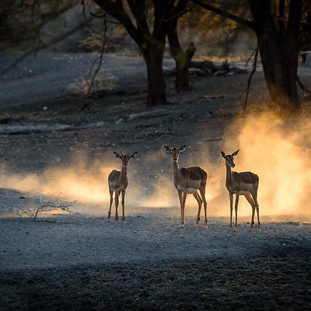 Gabus Safari Lodge Otavi エクステリア 写真
