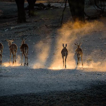 Gabus Safari Lodge Otavi エクステリア 写真