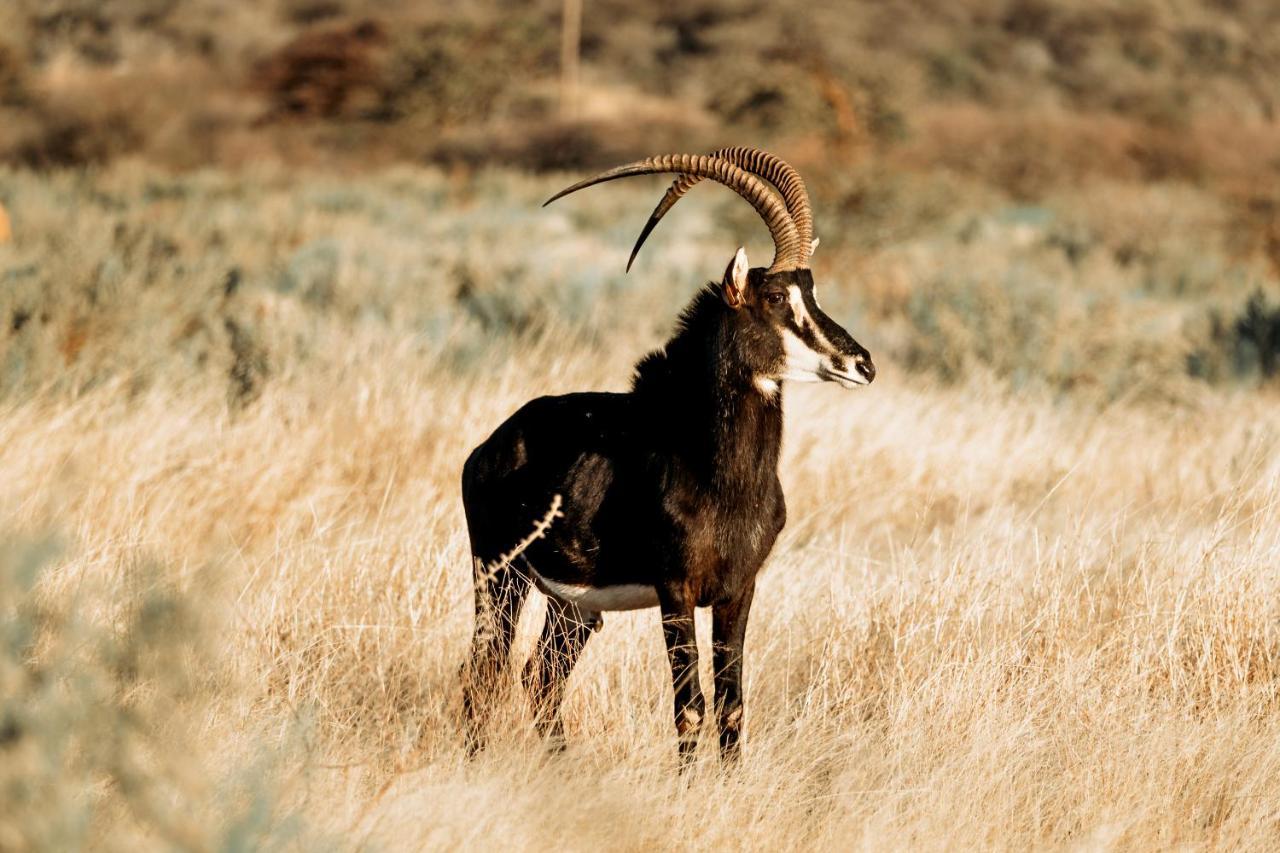 Gabus Safari Lodge Otavi エクステリア 写真