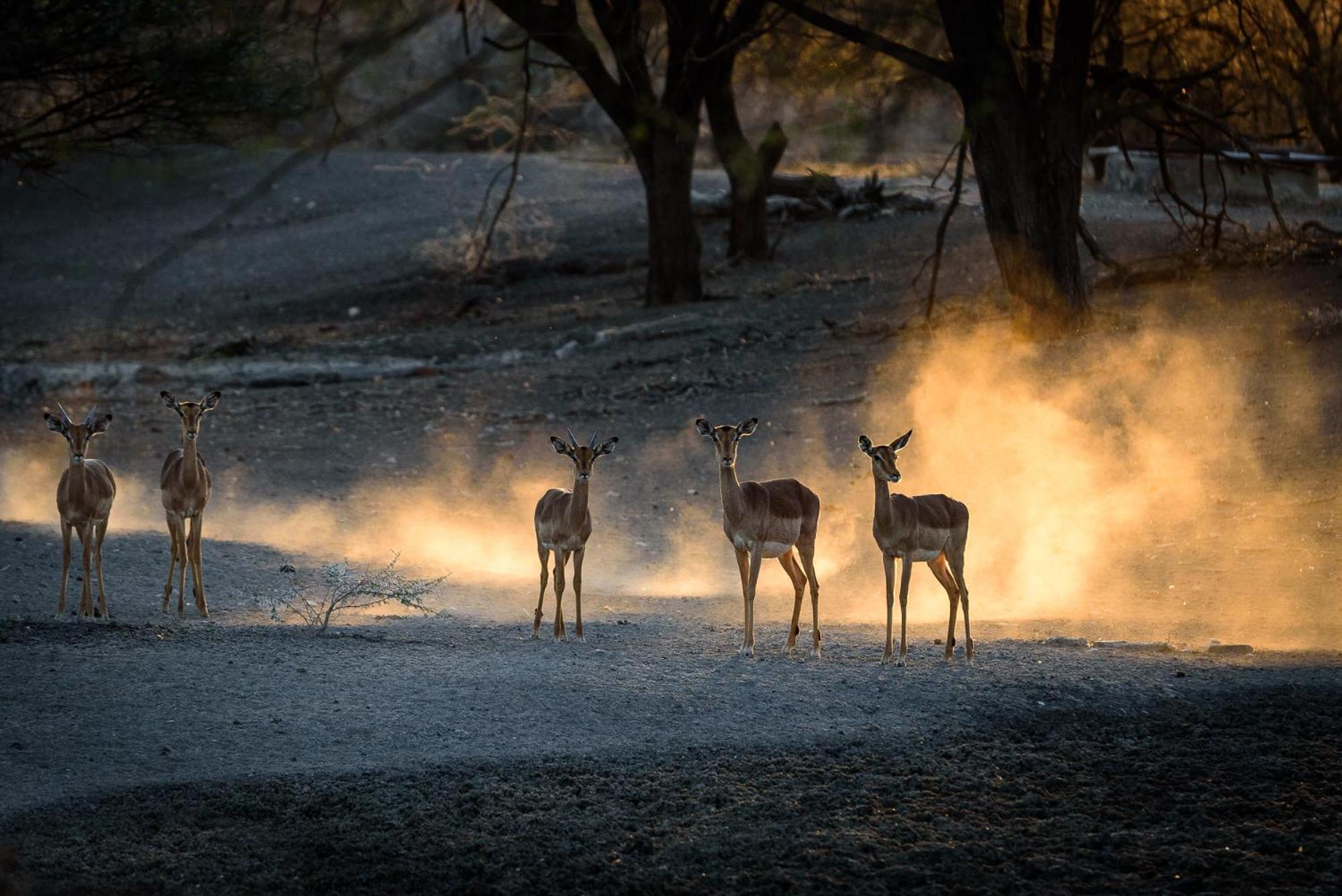 Gabus Safari Lodge Otavi エクステリア 写真
