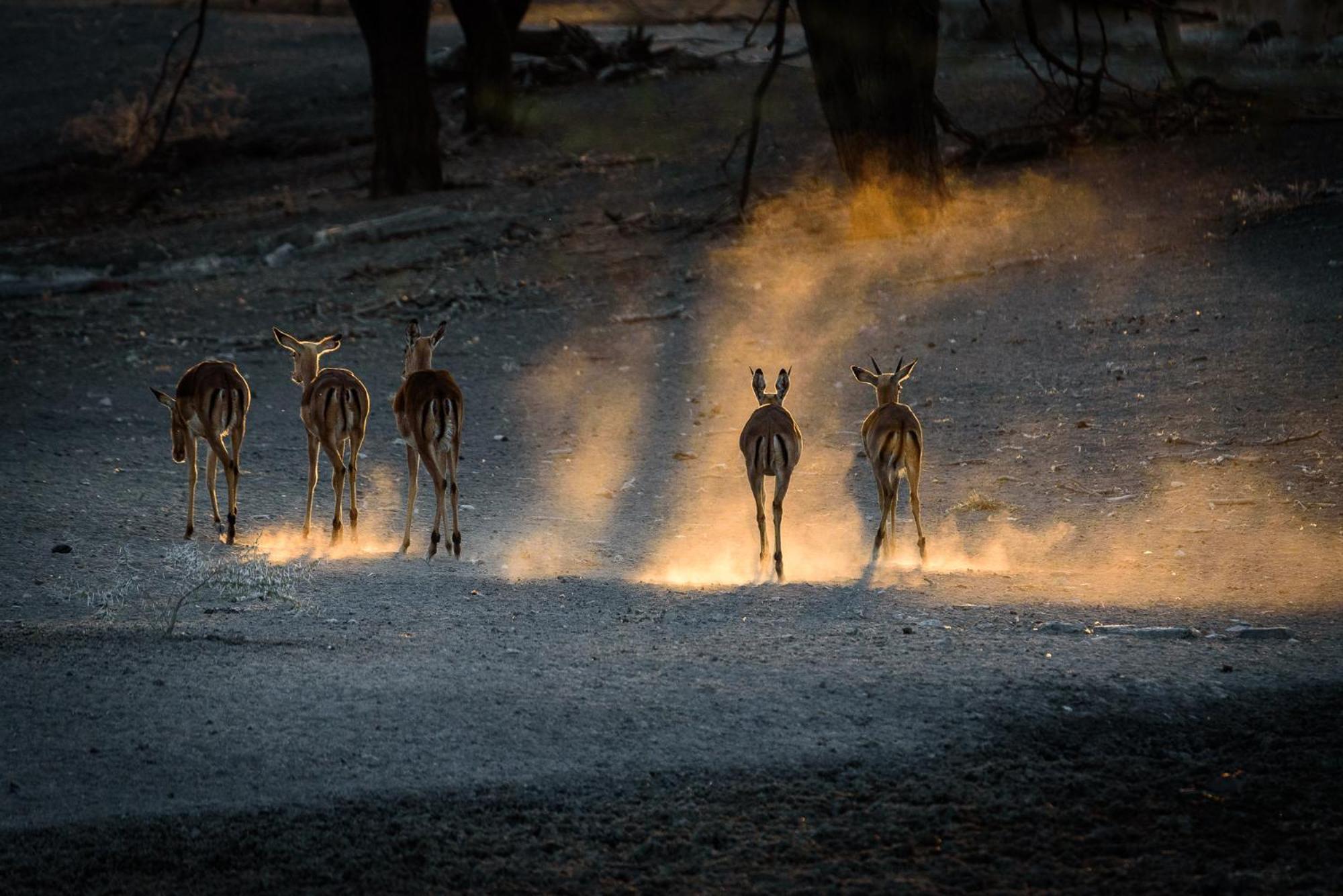 Gabus Safari Lodge Otavi エクステリア 写真