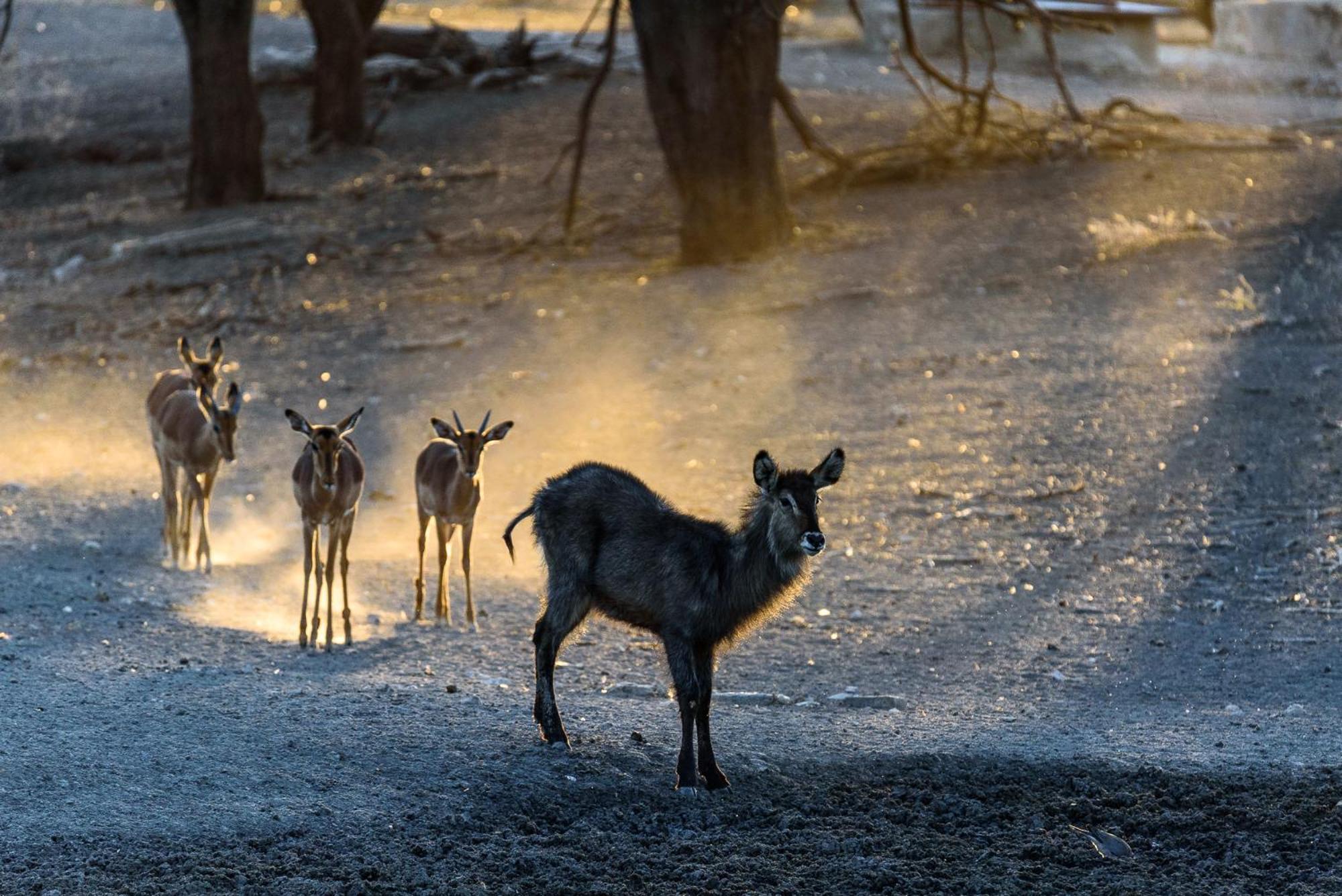 Gabus Safari Lodge Otavi エクステリア 写真