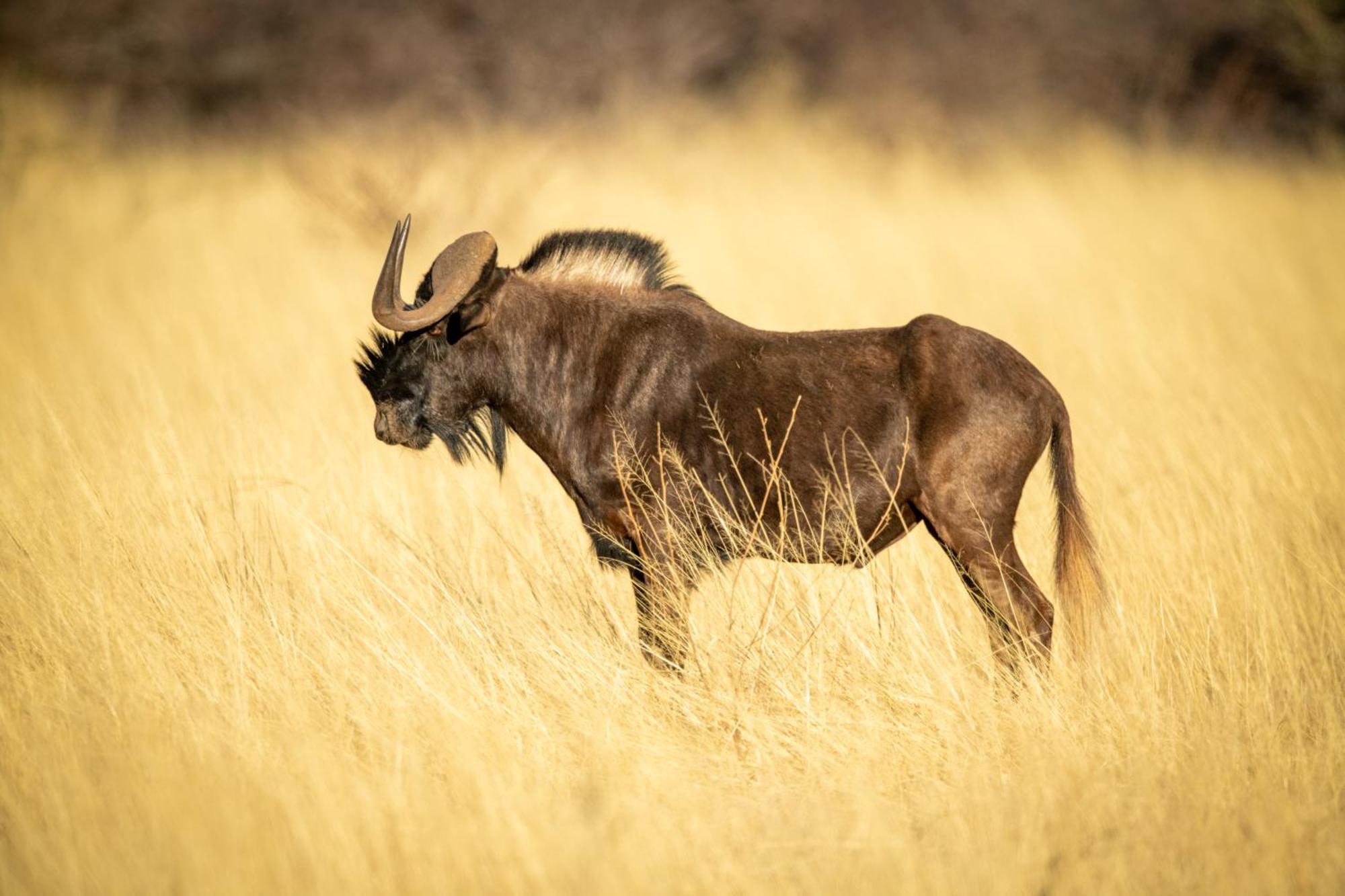 Gabus Safari Lodge Otavi エクステリア 写真
