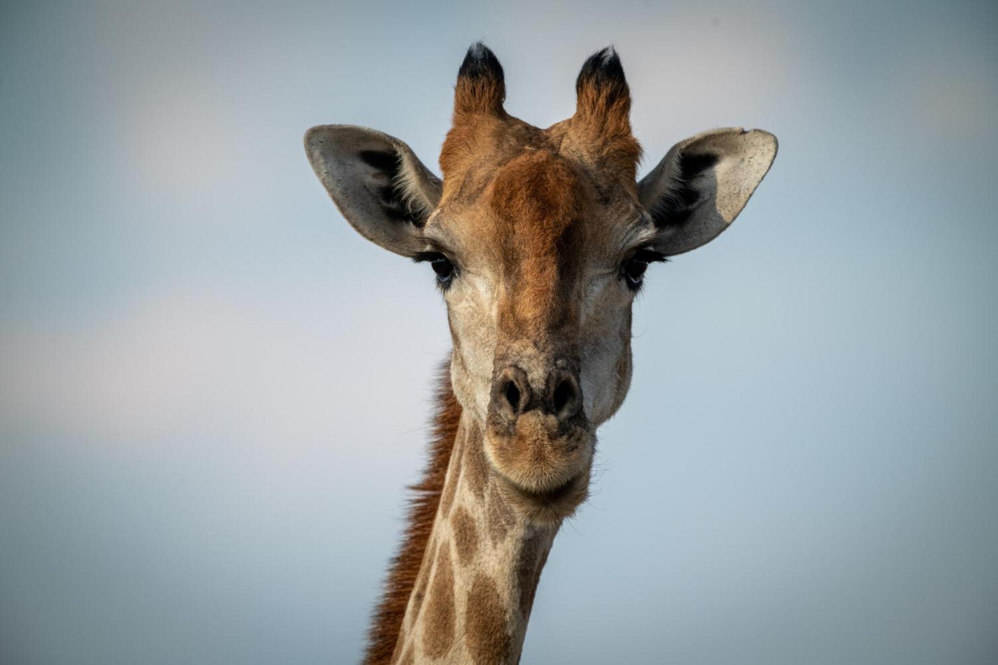 Gabus Safari Lodge Otavi エクステリア 写真
