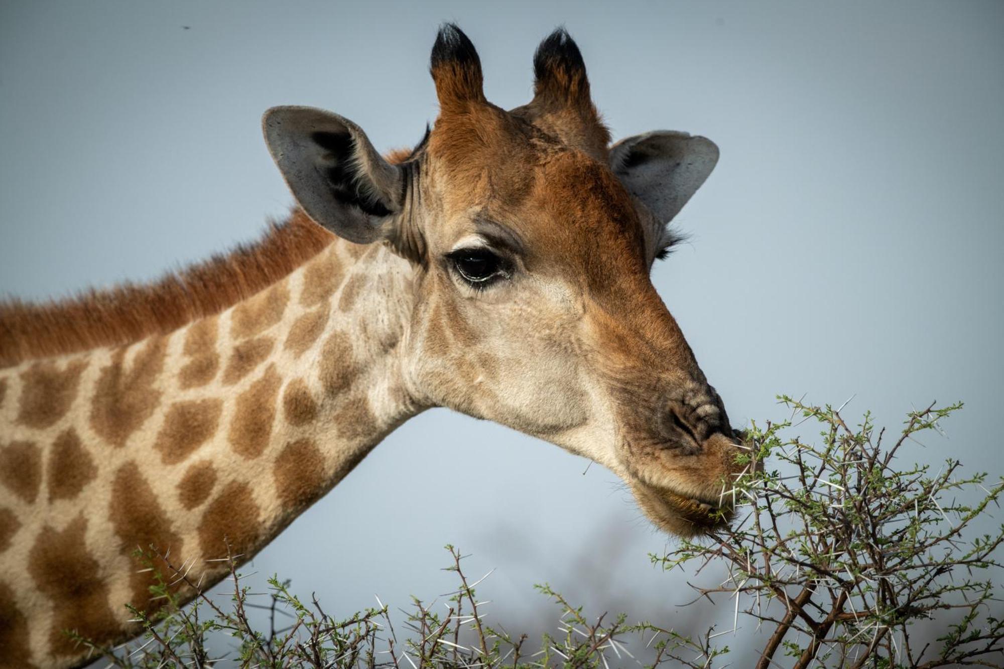 Gabus Safari Lodge Otavi エクステリア 写真