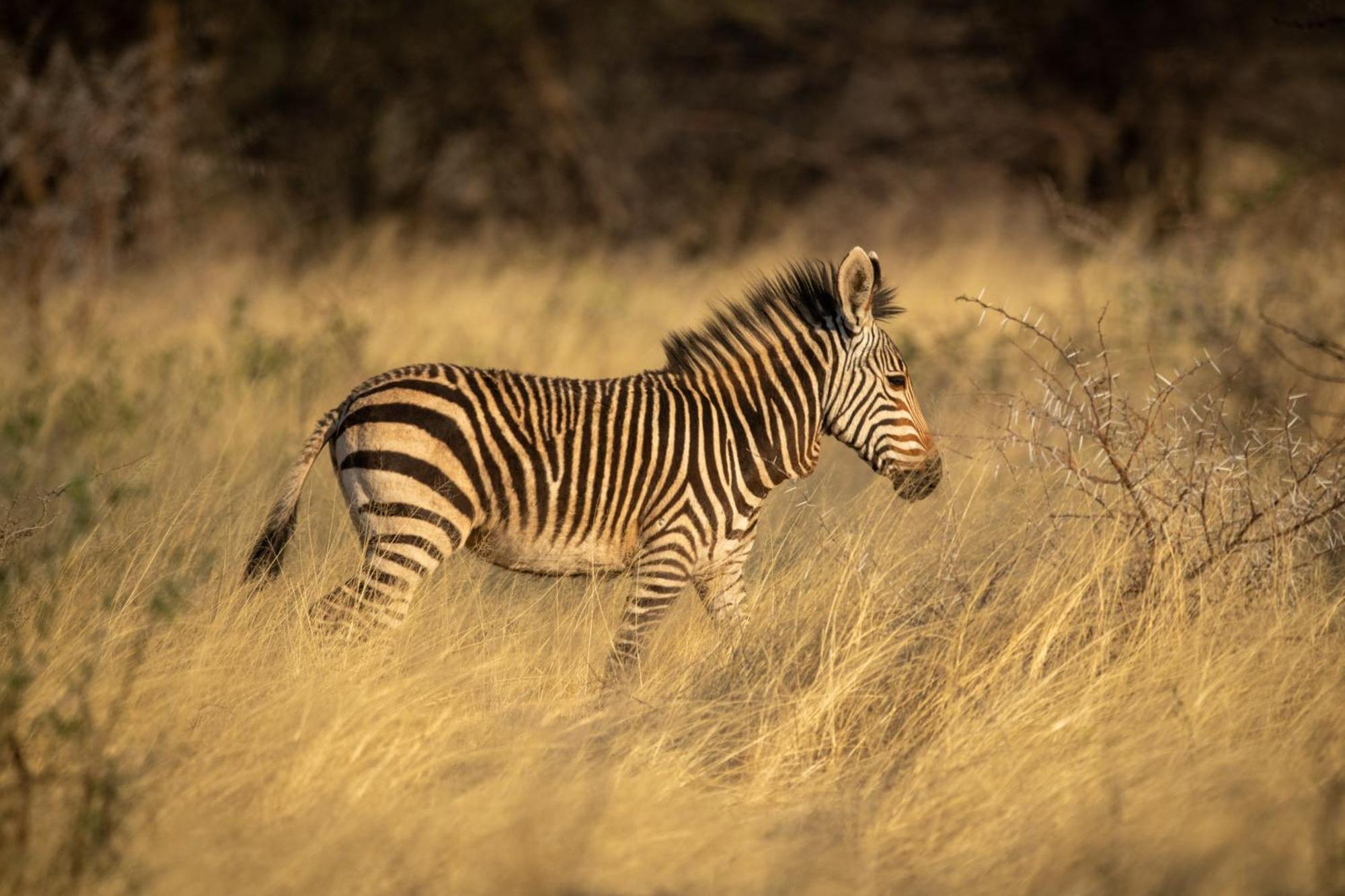 Gabus Safari Lodge Otavi エクステリア 写真