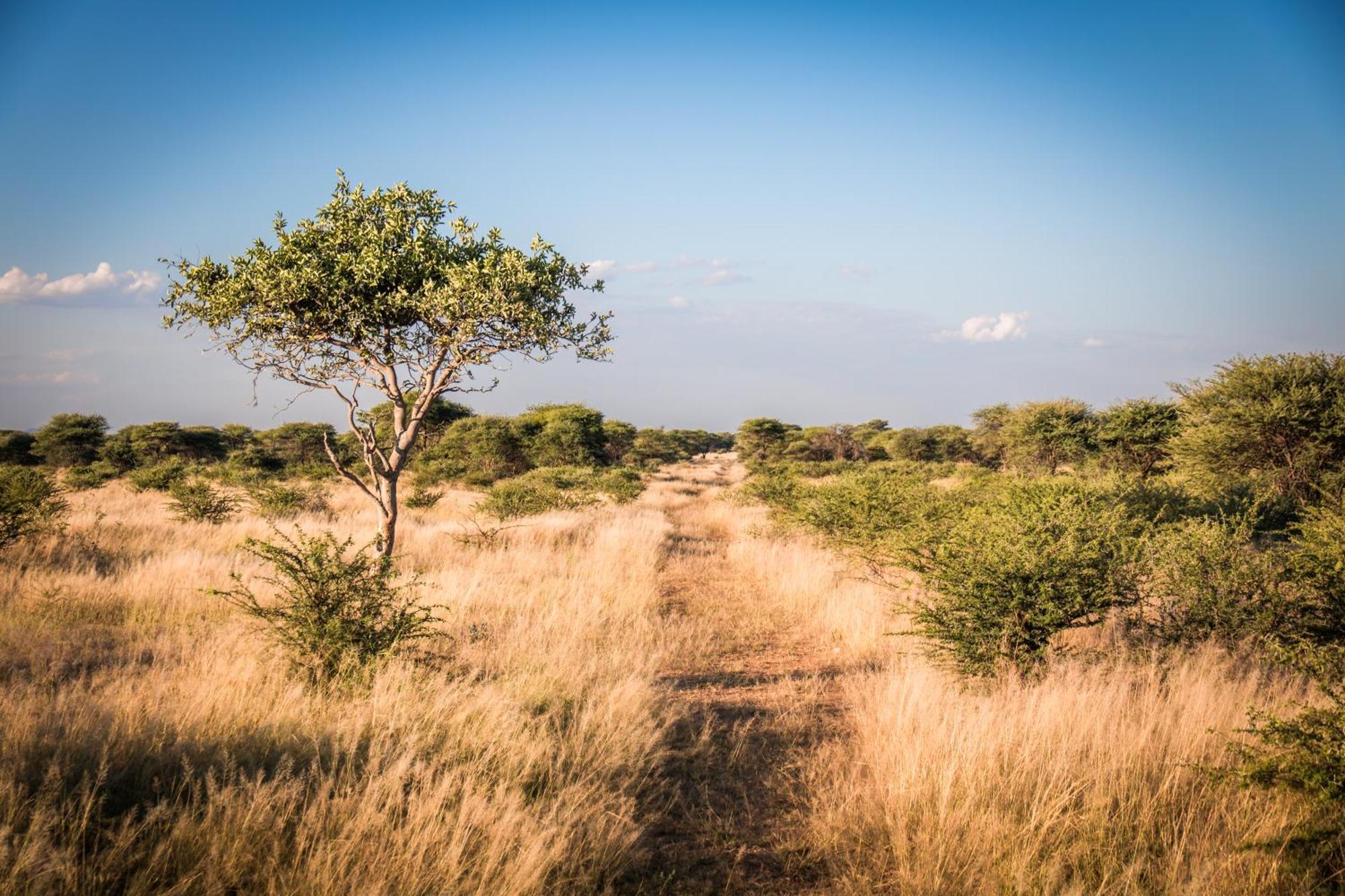 Gabus Safari Lodge Otavi エクステリア 写真